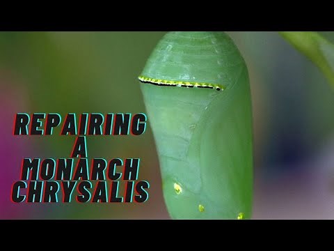 Repairing a Monarch Chrysalis