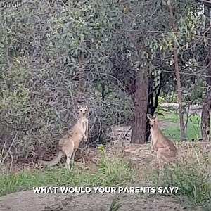 4.4M views · 99K reactions | So that's how you stop a kangaroo fight  ViralHog | UNILAD | Facebook