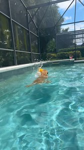 Maisy loves the pool! Today she jumped in with Caroline. I thought you’d enjoy seeing her demonstrate her water polo skills. Turns out, she’s kind of a ball hog. 😂 #goldenretriever #waterpolo USA Water Polo | Amy Kaufeldt FOX 35