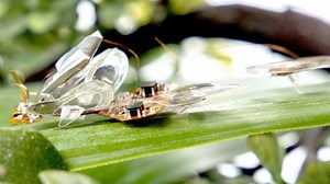 A Soft Robotic Insect That Survives The Fly Swatter