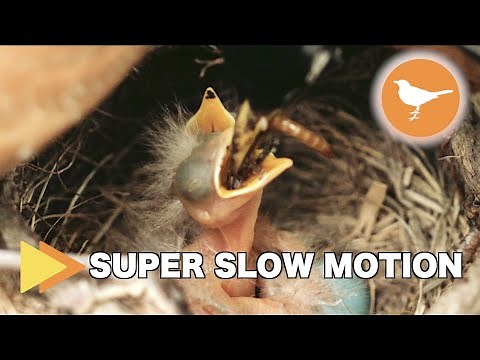 AMAZING! Baby Bird Chicks being Fed in Super Slow Motion