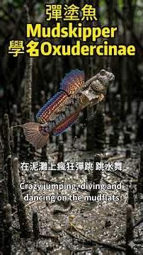 魚竟然會爬樹？揭秘海底來的陸戰隊「彈塗魚」！🐟🧗‍♂️