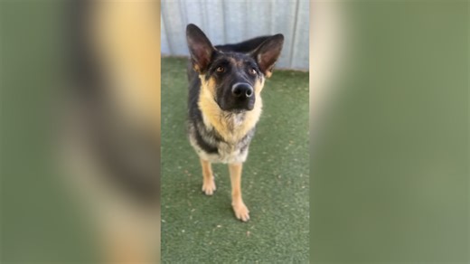 Dog Given One Last Walk Before Euthanasia—Then Something Amazing Happens