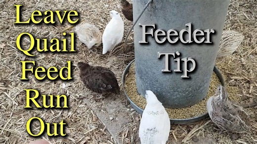 Smart quail feeding tips: How I keep my flock happy & reduce food waste!