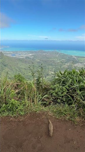 Wild Hawaii mongoose with a million-dollar view 🏝️