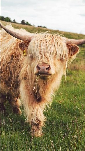 Meet Mini Highland Cows - Most Adorable Pets Ever