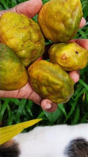 Has anyone tried this fruit ? 🤤😋 #fruitpickle #mouthwatering #yutubeshorts