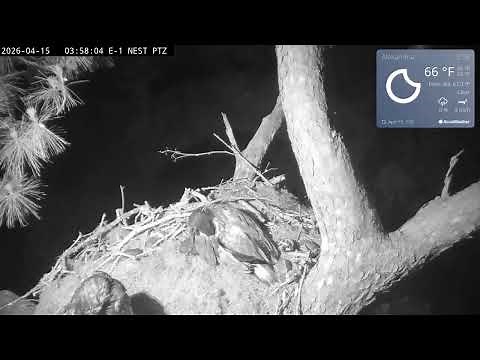 Kisatchie National Forest E-1 Nest Cam, Louis II and Anna II.