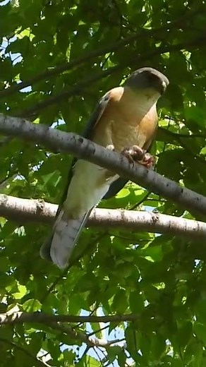 【閲覧注意】ツミのオス捕食と鳴き声【猛禽類】Japanese Sparrowhawk / Accipiter gularis