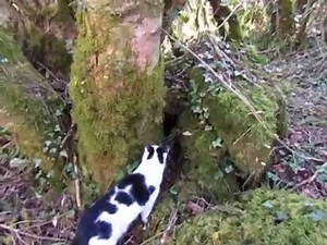 When Fairy Doors Appear...A Magical Day in the West of Ireland