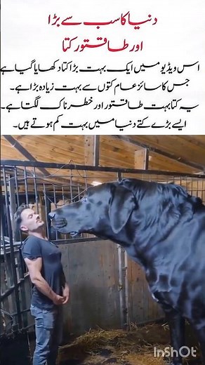 Biggest dog ever 😲 #BigDog #DangerousDog #AnimalWorld #viralshort #ytshorts #viral #yt
