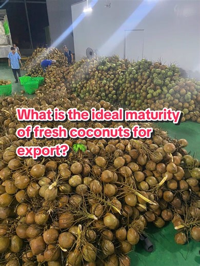 What is the ideal maturity of fresh coconuts for export? 🌴 For international markets, fresh coconuts achieve the best quality at 10.5 – 11.5 months of maturity. At this optimal stage: 🥥 Coconut meat is soft, creamy, and perfectly thick 💧 Coconut water has a clean, natural sweetness with stable Brix 🚢 Ideal for cold storage (2–5°C) and long-distance export shipping This maturity ensures: ❌ No bland taste from under-mature coconuts ❌ No hard meat or sharp flavor from over-mature coconuts ✅ Thi