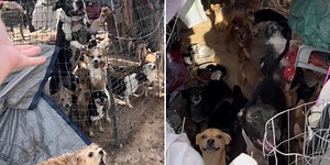 150 healthy, happy dogs found living with homeless family in Arizona desert