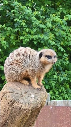 🦦 La Suricata: El Pequeño Guardián del Desierto