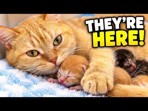 This Ginger Cat Gives Birth - Then Cuddles Her Newborn Kittens