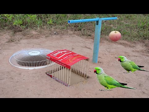 Easy Underground Parrot Trap Using PVC Pipe Cardboard And Apple Fruit_ Bird Trap Working 100%
