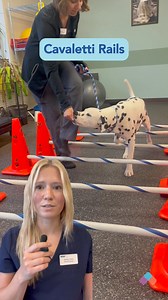 2.6K views · 15 reactions | Physical therapy can help to improve a pet’s mobility and reduce pain. We're sharing some at-home exercises you can do to help your pet stay active. #vcapets | VCA Animal Hospitals | Facebook
