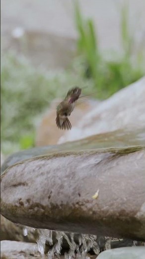 Hummingbirds Photography Tours