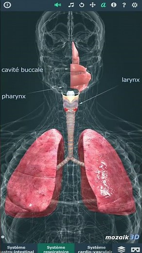 CORPS HUMAIN 3D (gratuit)