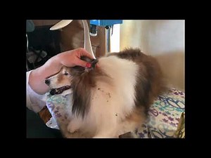 Grooming Shelties: Ear trim