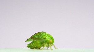 14 reactions · 3 comments | Did you know there are about 40,000 species of hemipteran hoppers (plant-, leaf-, tree-, froghoppers)? They're some of the fastest jumping animals on the planet! Dr. Adrian Smith captured this treehopper’s high-speed jump in slow motion. Though adult treehopper’s have wings, they typically get airborne by jumping. Once they’ve launched, they’ll start using their wings to fly! | North Carolina Museum of Natural Sciences | Facebook
