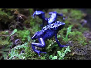 コバルトヤドクガエル Dendrobates azureus 日本最大級の体感型カエル館 kawazoo【 カワズー】に行って来ました～！ 00059