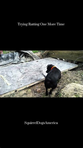 Snooter Dog and Jack Ratting Again #doglife #ratting #crappiefishing #fishing #rat #crappie