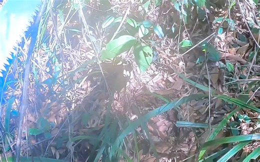 十牛峰徒步：轨迹有时候也会错，其实不是错，是时间隔太久的轨迹被生长的竹子或草给埋了，让你看不出来，这时需要冷静的头脑