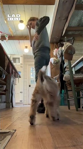 I never knew I wanted a baby goat until now 😲 (🎥: ViralHog)