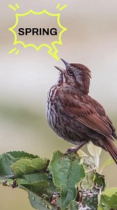 Happy first day of Spring! 🌸#Spring #Equinox #SpringEquinox #FirstDayOfSpring | Birds Connect Seattle