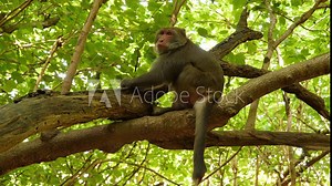 Macaca cyclopis or Taiwanese macaque in its natural environment. Filmed in 4K