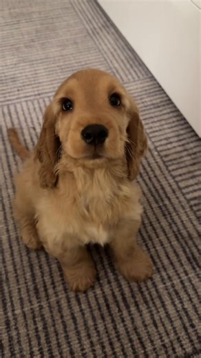 Cocker Spaniels: Fun Facts and Care Tips