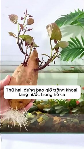 Nuôi cá mà không biết mấy cái này là hỏng rồi #videoshort #pets #cuoichutthoi #viral