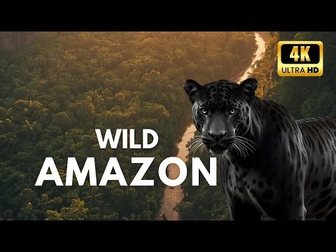 Breathtaking Aerial Views of the Amazon Rainforest 4K – Wildlife, Jungle & Rivers | Relaxing Nature