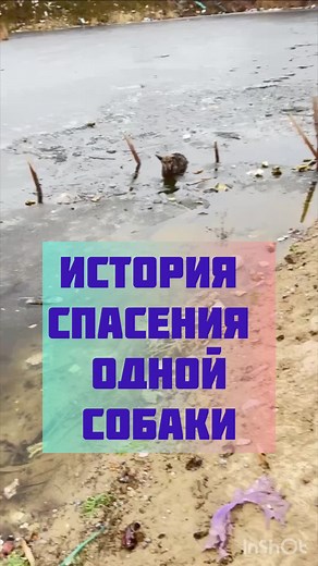 #ветеринар #лечениеживотных #советветеринара #собака #ветеринария #спасениеживотных