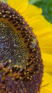 Look at that belly full of pollen! 🌻🐝 Leafcutter bees have fuzzy bellies that help them collect pollen just by brushing against flowers. Combined with their small, nimble bodies, they can pollinate up 20x more than the average honey bee! Video from @naturemegss on IG! | Kind Bee Farms