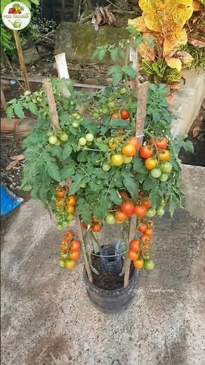 How to Grow Tomatoes in Containers | Simple Tomato Growing Method #short #viral #viralvideo #foryou