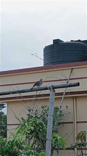 .... & then flyyyy 🕊️🥰❤️