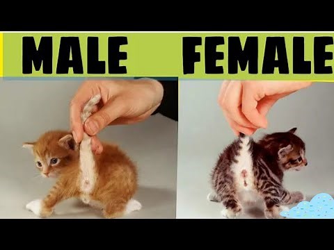 How to tell the Sex of kittens / Male and Female newborn kittens /How to tell cat gender difference