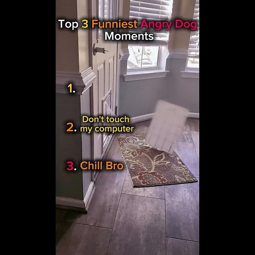 Top 3 Funniest Angry Dog Moments You Can't Miss!