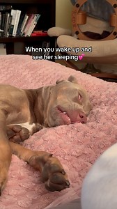 692K views · 205 reactions | She looks like an angel when she sleeps懶 IC: @thenicegirlx 癩 #pittielove #pitties #pittiemix #pittiemixesofinstagram #pitbullsofinstagram #pitbullmom #pitbullmixesofinstagram #pitbullmixes #pibble #pibblelove #pibblelife #pibbles #pibblemix #pitbulllabmix #pitbulllab #dogsofinsta #dogmomsofinstagram #dogmomaf #dogreelsofinstagram #dogreels #dogreelsvideo #viral #dogreelsofinsta #dogrelatable #relatabledog | Rhubarb the Doggo | Facebook