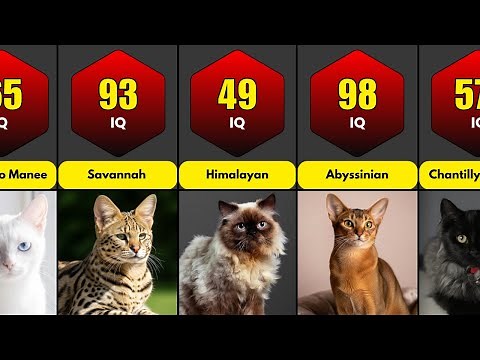 Smartest Cat Breeds in the World (Ranked by IQ Level)