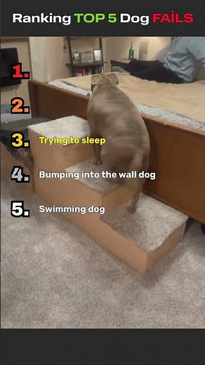 Epic Dog Fails Compilation 🐶😂