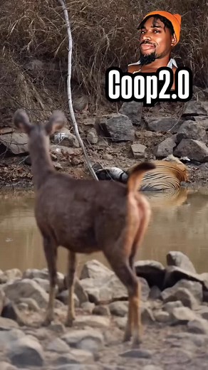 Hilarious Animal Conversations #animalvoiceover, #funnyanimals, #pets, #voiceover, #comedy #creatorsearchinsights | Coop 2.0