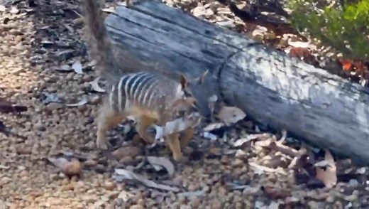 44K views · 2.5K reactions | NUMBAT! Not every day you see a Numbat. Spotted today on our south-west WA wildlife tour. The one is carrying leaves to line its burrow. Video: Sally Wilson (guest) thankyou Sally. Wildlife Guide: Mark Watson Tour: Orcas, Numbats & Birds of the South West. Exclusive to Australian Geographic Travel, designed and operated by Echidna Walkabout Nature Tours | Echidna Walkabout Nature Tours | Facebook