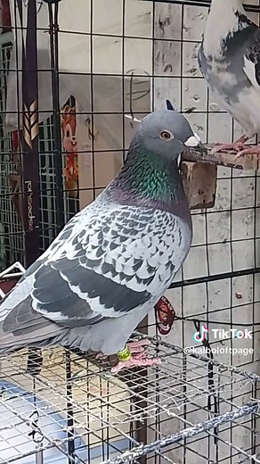 netoy 😂 #miniloftpigeon #dogfencediy #fytシ #kalapatids