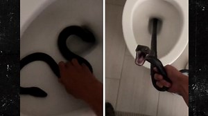 Arizona Woman Discovers Snake Inside Her Toilet