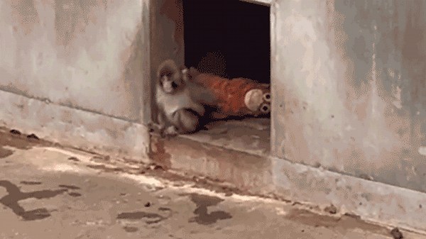 Baby monkey carries faithful stuffed companion everywhere he goes, drawing crowds at zoo