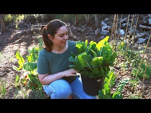 How to Preserve Silverbeet/Swiss Chard and Other Leafy Greens 🥬💚