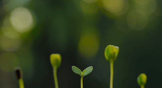 Seed Quality Testing Standards & Seed Health Testing | ISTA - International Seed Testing Association